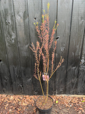60-80 cm, C7.5