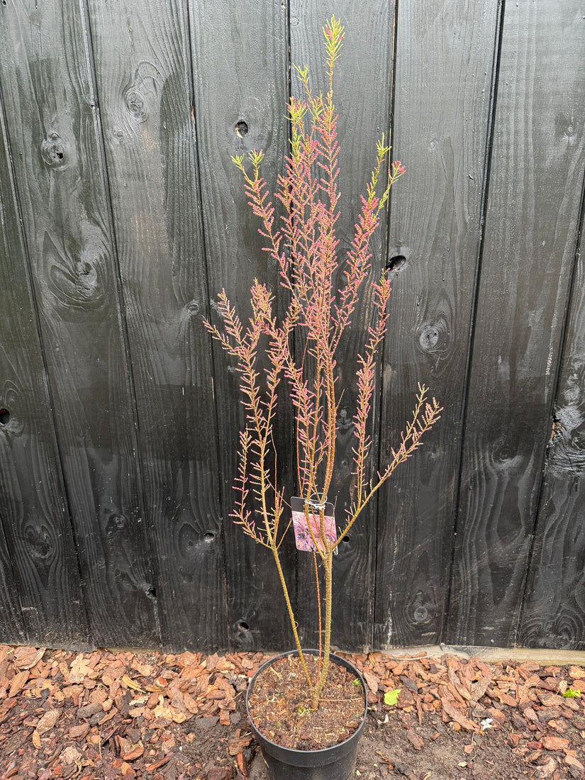 Tamarisk - Tamarix tetrandra