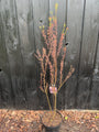 Tamarisk - Tamarix tetrandra