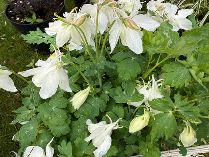 Akelei Wit (Hoogte 70 cm) - Aquilegia 'Silver Queen'