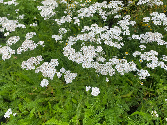 Biologisch Gewoon duizendblad - Achillea millefolium