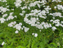 Gewoon duizendblad - Achillea millefolium