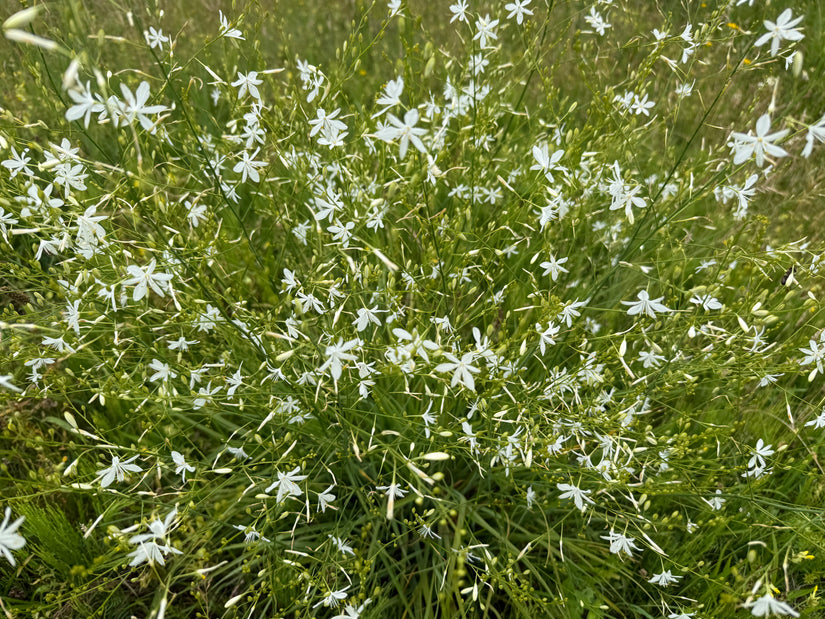 Grote graslelie - Anthericum liliago
