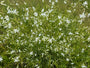 Grote graslelie - Anthericum liliago