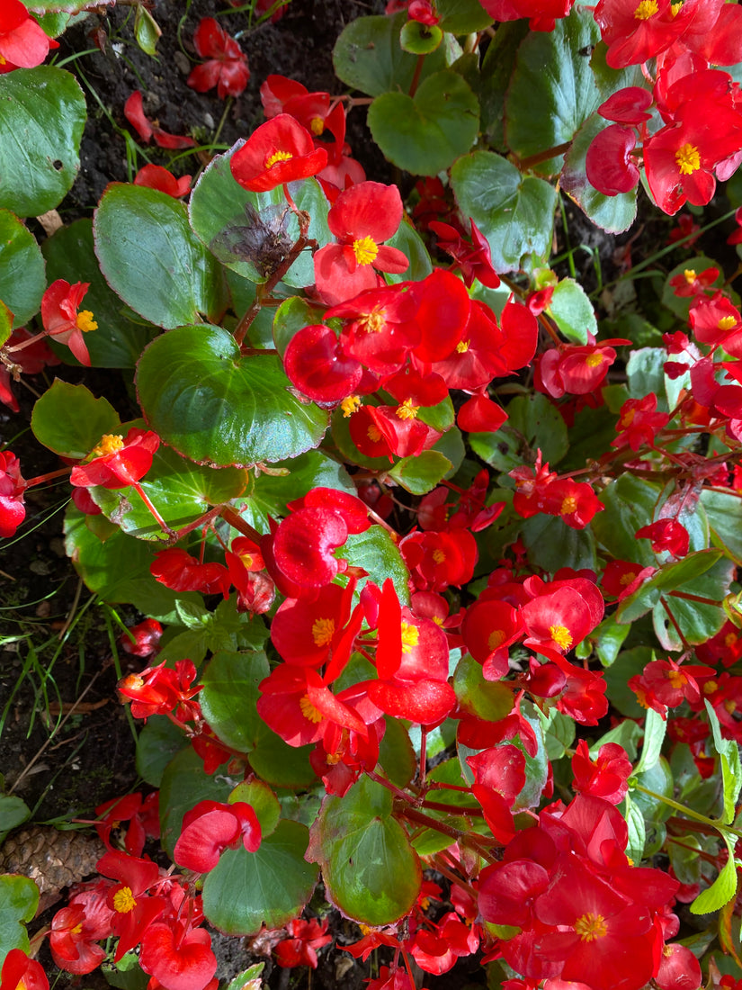 Scheefblad - Begonia semperflorens 'Rood'