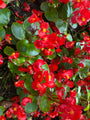 Scheefblad - Begonia semperflorens 'Rood'