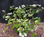 Japanse sneeuwbal - Viburnum plicatum 'Watanabe'