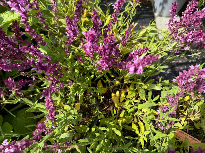 Salie (Rose) - Salvia x sylvestris 'Rose Queen'
