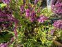 Salie (Rose) - Salvia x sylvestris 'Rose Queen'