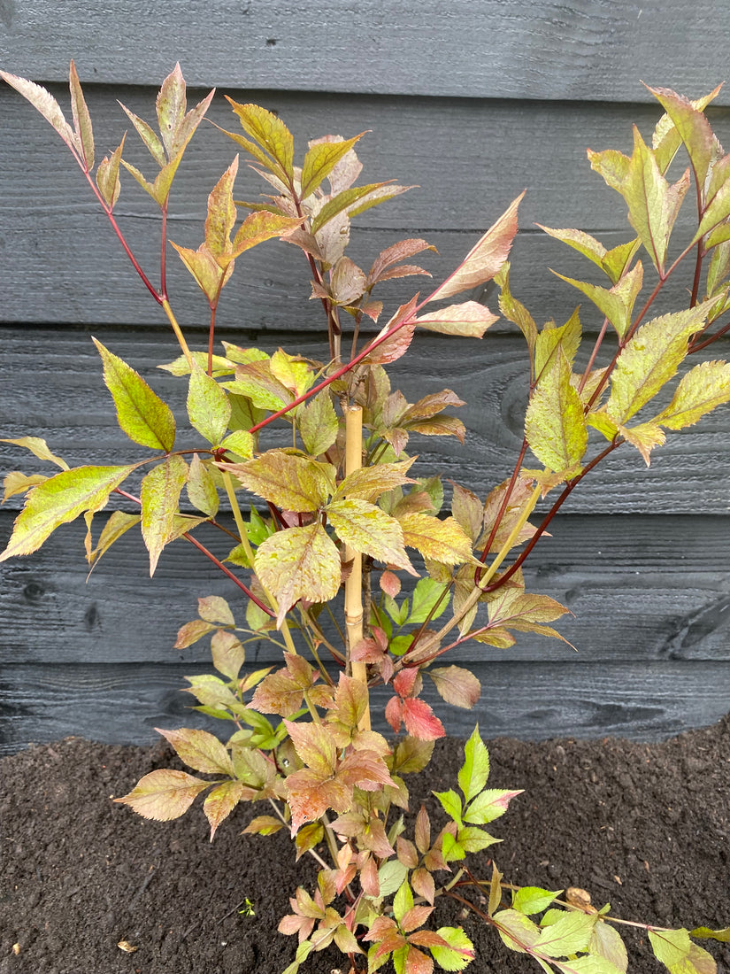 Biologisch Zwarte vlier - Sambucus nigra 'Black Beauty'.