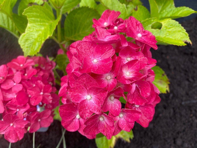 Hortensia - Hydrangea macrophylla 'Renate Steiniger'