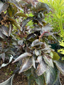 Zwarte vlier - Sambucus nigra 'Black Tower' (Zuilvlier)