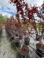 Meerstammige Roodbladige kerspruim - Prunus cerasifera 'Nigra'