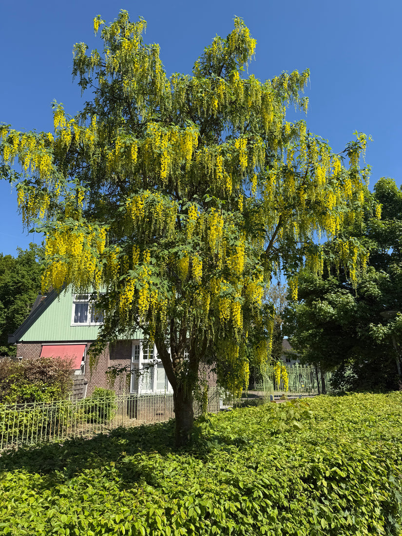 Bastaard Goudenregen - Laburnum x watereri 'Vossii'