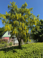 Bastaard Goudenregen - Laburnum x watereri 'Vossii'
