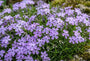 Kruipflox (lila / blauw) - Phlox 'G.F. Wilson'