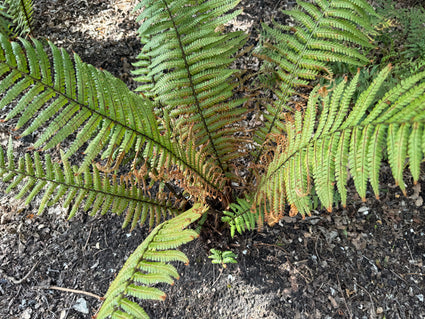 Nepalvaren - Dryopteris wallichiana