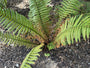 Nepalvaren - Dryopteris wallichiana