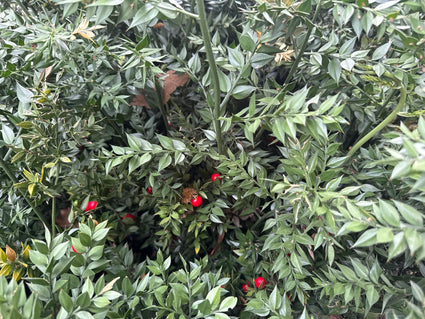 Muizedoorn - Ruscus aculeatus