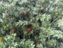 Muizedoorn - Ruscus aculeatus