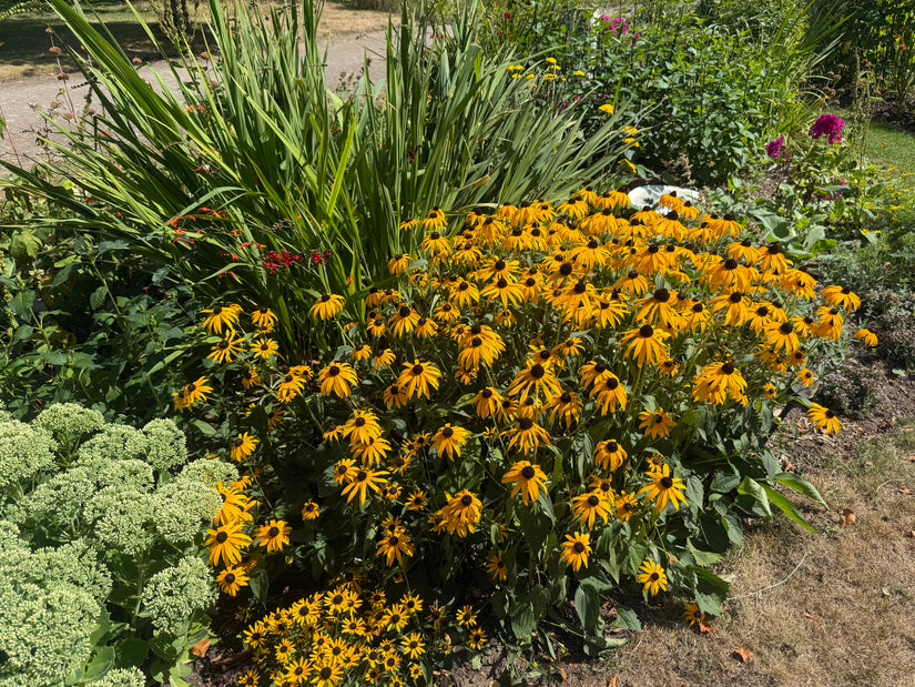 Biologisch Gele Zonnehoed - Rudbeckia Fulgida 'Goldsturm'