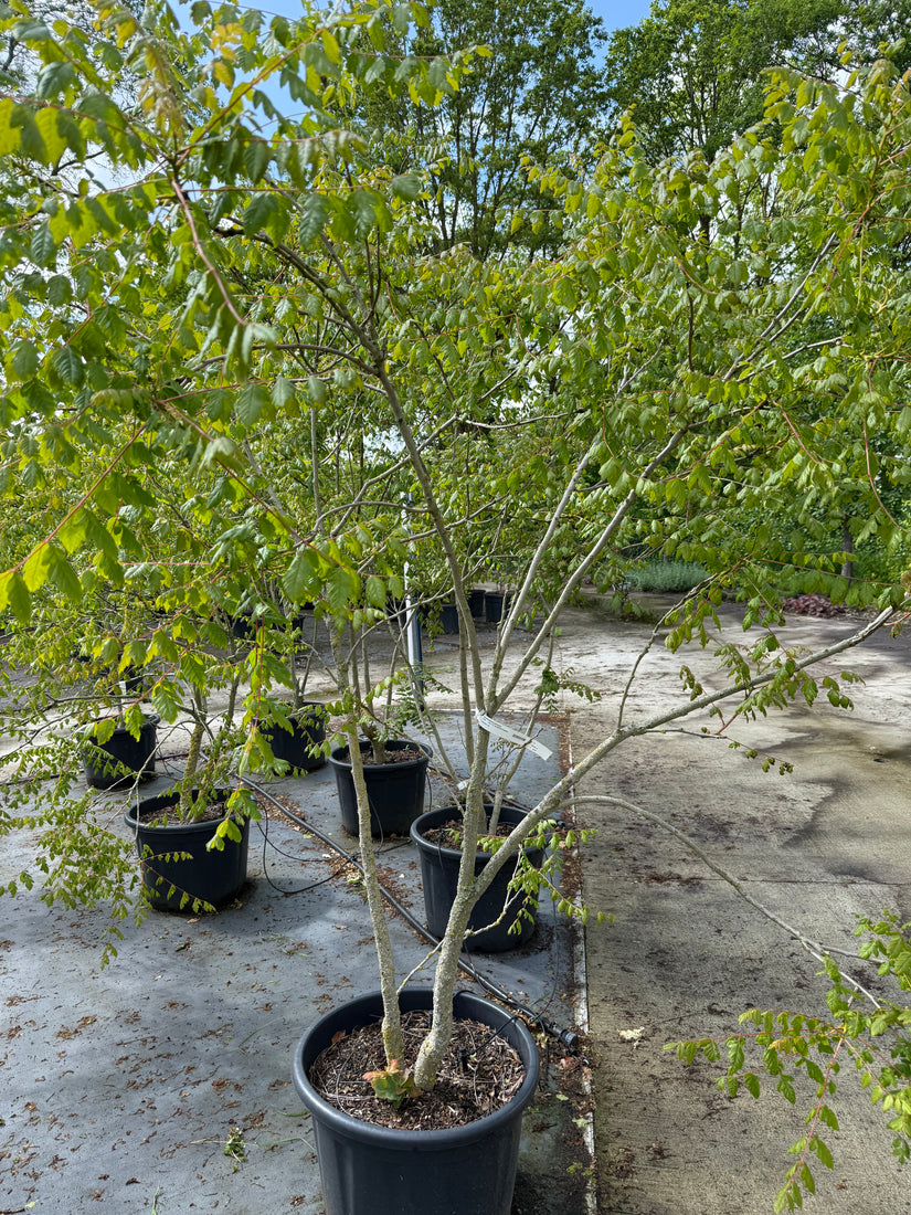 Gele Zeepboom - Koelreuteria Paniculata (Lampionboom)