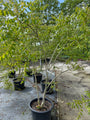 Gele Zeepboom - Koelreuteria Paniculata (Lampionboom)