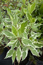 Kornoelje 'Wit bont blad' - Cornus alba 'Elegantissima'