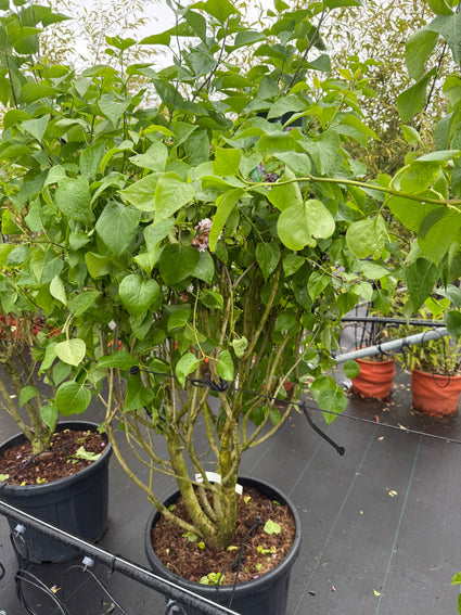 Gewone Sering - Syringa vulgaris 'Michel Buchner'