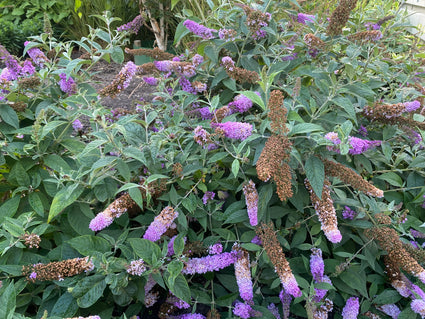 Vlinderstruik - Buddleja davidii 'Ile de France'