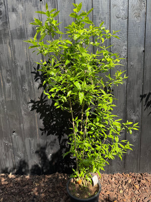 Solitaire C35 pot - ca 120-140 cm