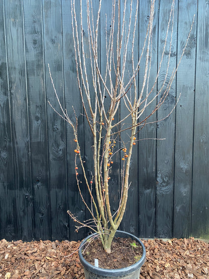 C40 pot - winterbeeld