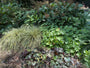 Combinatie met Rodgersia, Heuchera en Geraniums