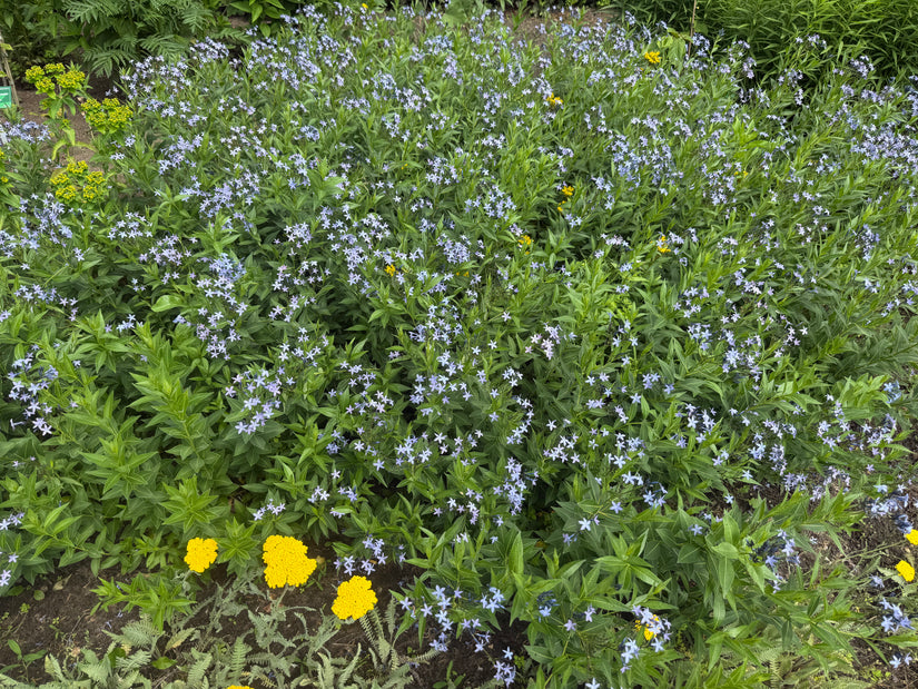 Blauwe ster - Amsonia tabernaemontana