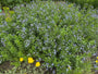 Blauwe ster - Amsonia tabernaemontana