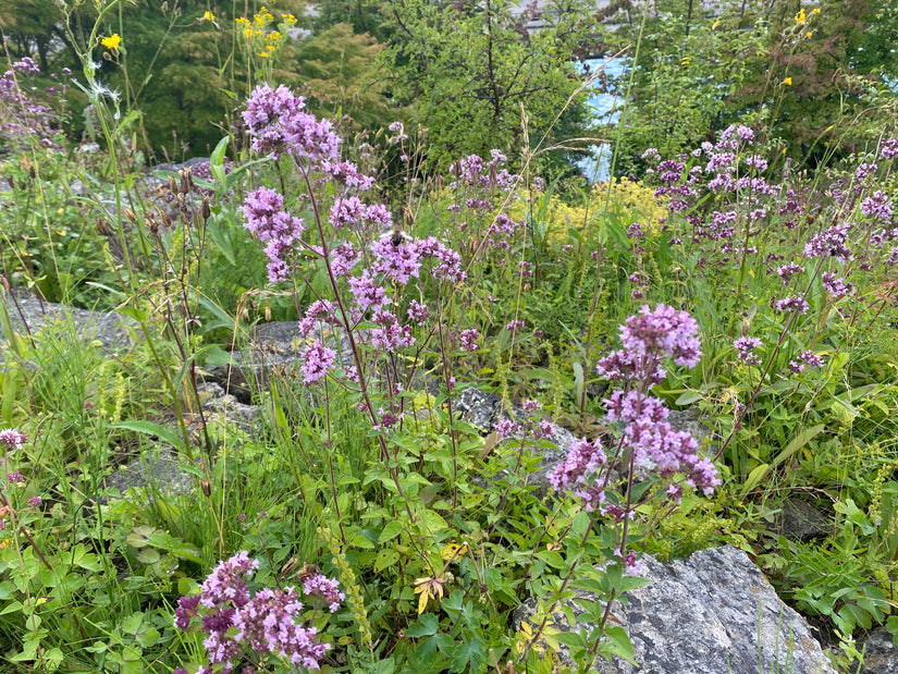 Wilde marjolein (Oregano) - Origanum vulgare - Inheems