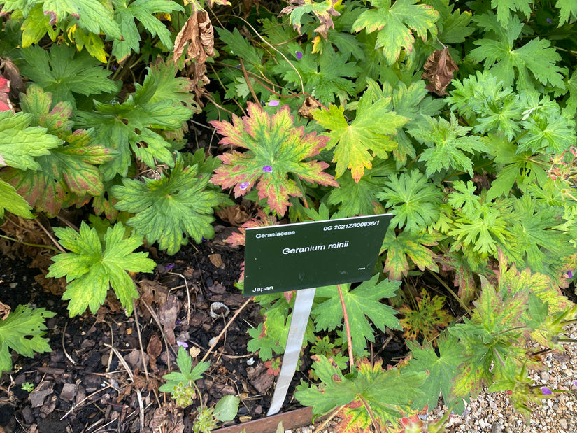 Gevlekt longkruid - Pulmonaria officinalis