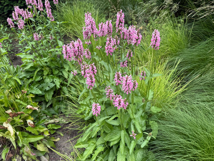 Biologisch Ezelsoor - Stachys byzantina