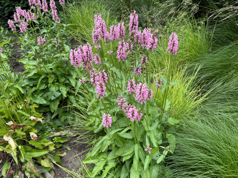Biologisch Ezelsoor - Stachys byzantina