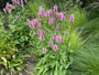 Biologisch Ezelsoor - Stachys byzantina