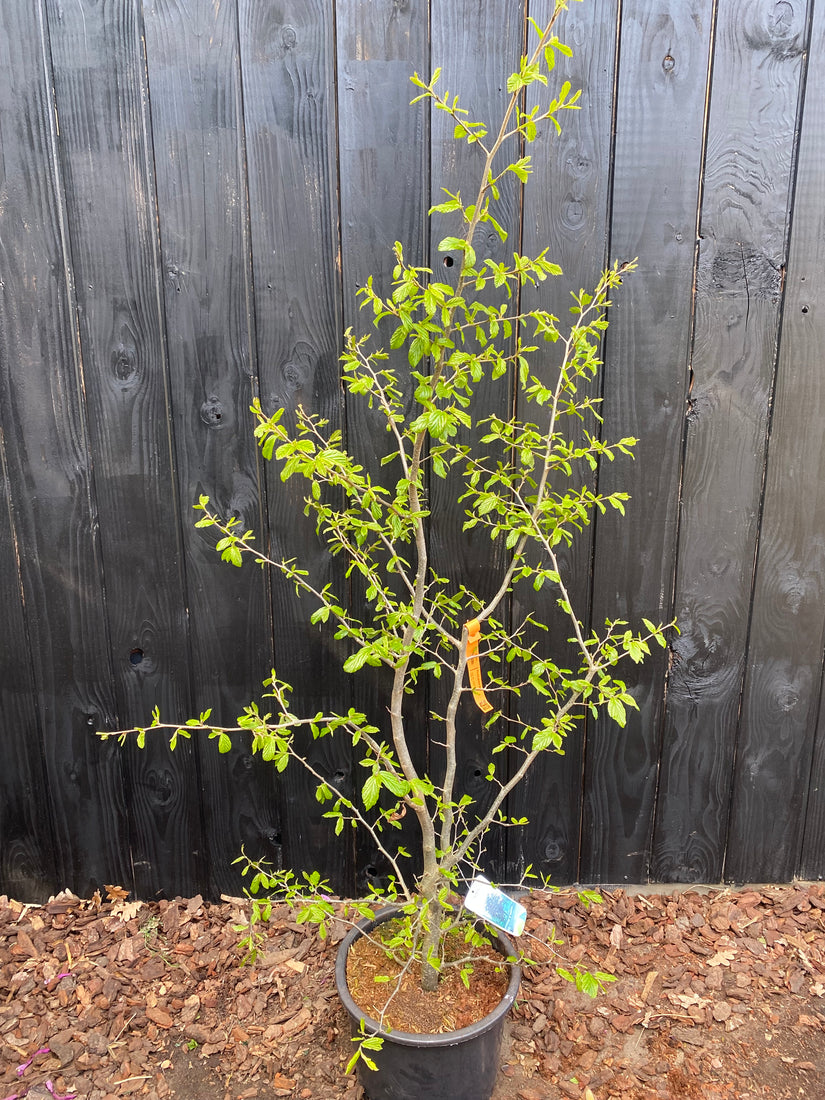 Perzisch ijzerhout - Parrotia persica 'Bella'