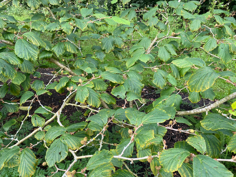 Toverhazelaar - Hamamelis intermedia 'aphrodite'