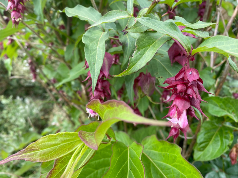 Fazantenbes - Leycesteria formosa