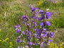 Ruig klokje - Campanula trachelium