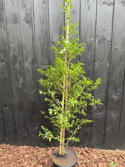 Japanse Storaxboom - Styrax japonicus 'Snowcone'