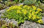 Muurpeper - Sedum acre