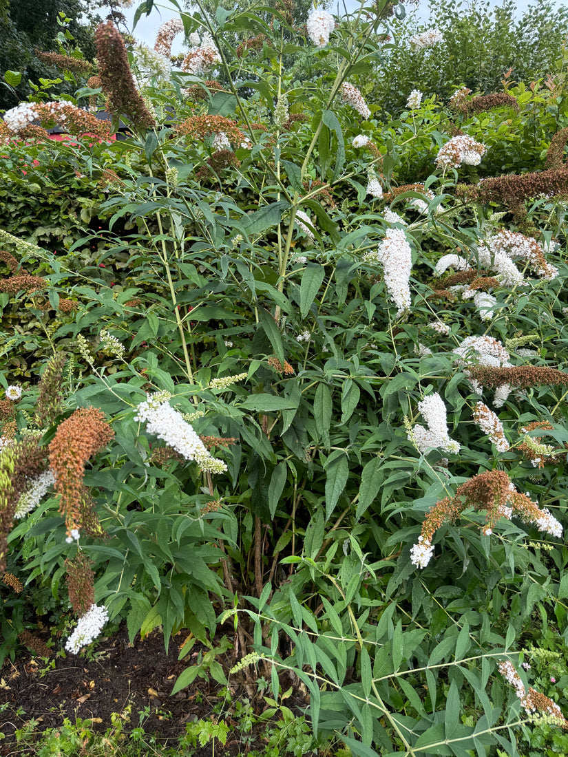 Vlinderstruik (wit) - Buddleja davidii 'White Profusion'