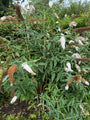 Vlinderstruik (wit) - Buddleja davidii 'White Profusion'