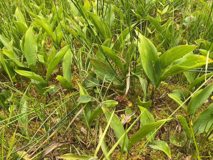 Lelietje van dalen - Convallaria majalis