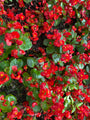 Scheefblad - Begonia semperflorens 'Rood'